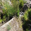 Plants: image 58 Of 208 Thumb